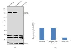 Invitrogen FANCD2 Monoclonal Antibody (FI-17) 100 &mu;L; Unconjugated:Antibodies,