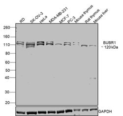 Invitrogen BUBR1 Monoclonal Antibody (8G1) 100 &mu;L; Unconjugated:Antibodies,