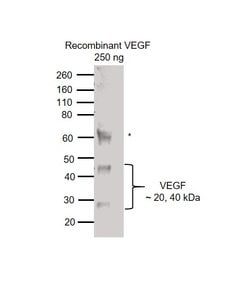 Invitrogen VEGF Monoclonal Antibody (VG76e) 100 &mu;L; Unconjugated:Antibodies,