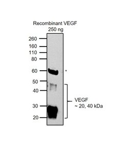 Invitrogen VEGF Monoclonal Antibody (VG1) 100 &mu;g; Unconjugated:Antibodies,