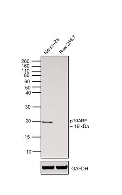 Invitrogen p19ARF Monoclonal Antibody (5-C3-1) 100 &mu;L; Unconjugated:Antibodies,
