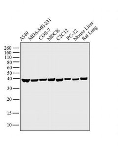 Invitrogen GAPDH Monoclonal Antibody (1D4) 100 &mu;L; Unconjugated:Antibodies,
