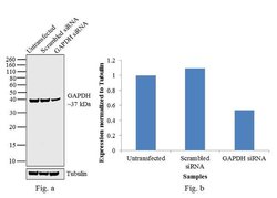 Invitrogen GAPDH Monoclonal Antibody (1D4) 100 &mu;L; Unconjugated:Antibodies,