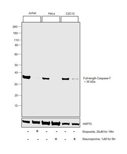 Invitrogen Caspase 7 Monoclonal Antibody (Mch3 1-1-11) 100 &mu;L; Unconjugated:Antibodies,
