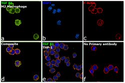 Invitrogen TGF beta-1 Monoclonal Antibody (B11-4C3) 200 &mu;g; Unconjugated:Antibodies