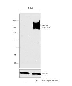 Invitrogen ABCA1 Monoclonal Antibody (3A1.891.3) 100 &mu;L; Unconjugated:Antibodies,