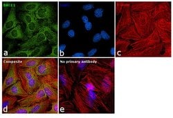 Invitrogen BACE1 Monoclonal Antibody (3C1C3) 100 &mu;g; Unconjugated:Antibodies,