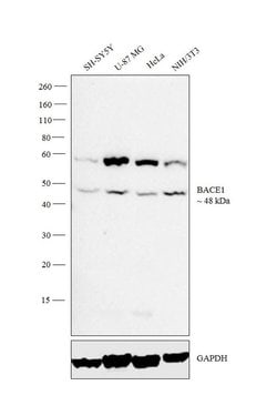 Invitrogen BACE1 Monoclonal Antibody (3C1C3) 100 &mu;g; Unconjugated:Antibodies,