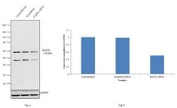 Invitrogen BACE1 Monoclonal Antibody (3C1C3) 100 &mu;g; Unconjugated:Antibodies,