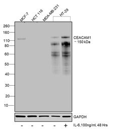 CEACAM Pan Mouse anti-Human, Clone: TET2, Invitrogen 100 &mu;g; Unconjugated,