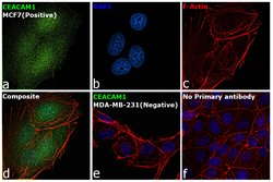 CEACAM Pan Mouse anti-Human, Clone: TET2, Invitrogen 100 &mu;g; Unconjugated,
