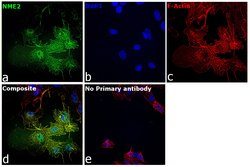 Invitrogen NME2 Monoclonal Antibody (4G7A8) 100 &mu;g; Unconjugated:Antibodies,