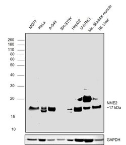 Invitrogen NME2 Monoclonal Antibody (4G7A8) 100 &mu;g; Unconjugated:Antibodies,