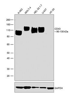 Invitrogen CD43 Monoclonal Antibody (MEM-59) 100 &mu;g; Unconjugated:Antibodies,