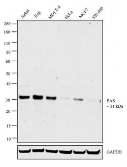 FAS Mouse anti-Human, Clone: UT-1, Invitrogen 100 &mu;g; Unconjugated:Antibodies,