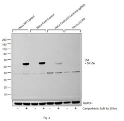 Invitrogen p53 Monoclonal Antibody (BP53-12) 100 &mu;g; Unconjugated:Antibodies,