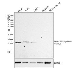 beta-2 Microglobulin Monoclonal Antibody (B2M-01), Invitrogen 100 &mu;g;