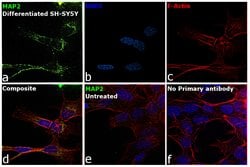 Invitrogen MAP2 Monoclonal Antibody (MT-01) 100 &mu;g; Unconjugated:Antibodies,