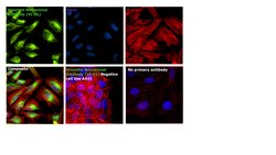 Invitrogen Vimentin Monoclonal Antibody (VI-01) 100 &mu;g; Unconjugated:Antibodies,