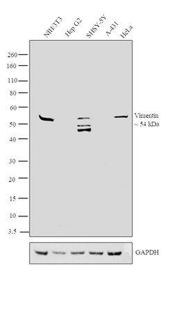 Invitrogen Vimentin Monoclonal Antibody (VI-01) 100 &mu;g; Unconjugated:Antibodies,