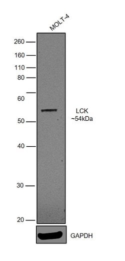 Invitrogen LCK Monoclonal Antibody (LCK-01) 100 &mu;g; Unconjugated:Antibodies,