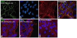 Invitrogen CD31 Monoclonal Antibody (MEM-05) 100 &mu;g; Unconjugated:Antibodies,
