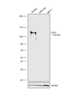 Invitrogen CD31 Monoclonal Antibody (MEM-05) 100 &mu;g; Unconjugated:Antibodies,