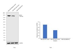 Invitrogen NEFM Monoclonal Antibody (NF-09) 100 &mu;g; Unconjugated:Antibodies,