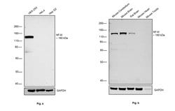 Invitrogen NEFM Monoclonal Antibody (NF-09) 100 &mu;g; Unconjugated:Antibodies,
