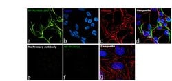 Invitrogen NEFM Monoclonal Antibody (NF-09) 100 &mu;g; Unconjugated:Antibodies,