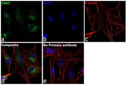 Invitrogen CD63 Monoclonal Antibody (MEM-259) 100 &mu;g; Unconjugated:Antibodies,