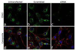 Invitrogen CD63 Monoclonal Antibody (MEM-259) 100 &mu;g; Unconjugated:Antibodies,