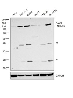 Invitrogen DAXX Monoclonal Antibody (DAXX-01) 100 &mu;g; Unconjugated:Antibodies,