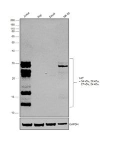 Invitrogen LAT Monoclonal Antibody (LAT-01) 100 &mu;g; Unconjugated:Antibodies,