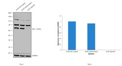 Invitrogen Syk Monoclonal Antibody (SYK-01) 100 &mu;g; Unconjugated:Antibodies,