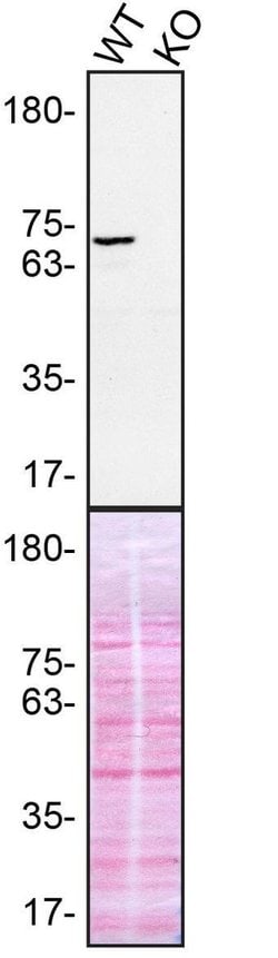 Invitrogen Syk Monoclonal Antibody (SYK-01) 100 &mu;g; Unconjugated:Antibodies,
