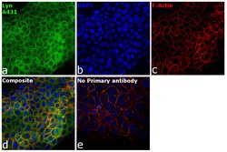 Invitrogen Lyn Monoclonal Antibody (LYN-01) 100 &mu;g; Unconjugated:Antibodies,