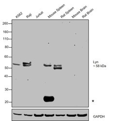 Invitrogen Lyn Monoclonal Antibody (LYN-01) 100 &mu;g; Unconjugated:Antibodies,
