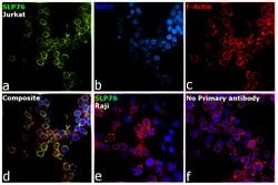 Invitrogen SLP76 Monoclonal Antibody (SLP-76/03) 100 &mu;g; Unconjugated:Antibodies,
