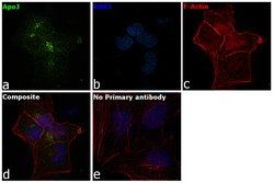 Invitrogen Apolipoprotein J Monoclonal Antibody (Hs-3) 100 &mu;g; Unconjugated:Antibodies,