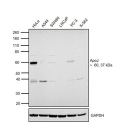 Invitrogen Apolipoprotein J Monoclonal Antibody (Hs-3) 100 &mu;g; Unconjugated:Antibodies,