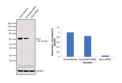 Invitrogen Apolipoprotein J Monoclonal Antibody (Hs-3) 100 &mu;g; Unconjugated:Antibodies,