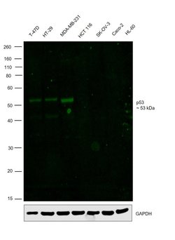Invitrogen p53 Monoclonal Antibody (BP53-12), FITC 100 &mu;g; FITC:Antibodies,