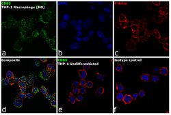 Invitrogen CD63 Monoclonal Antibody (MEM-259), FITC 100 Tests; FITC:Antibodies,