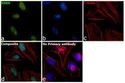Invitrogen DAXX Monoclonal Antibody (DAXX-03) 100 &mu;g; Unconjugated:Antibodies,