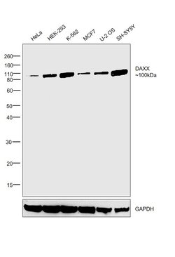 Invitrogen DAXX Monoclonal Antibody (DAXX-03) 100 &mu;g; Unconjugated:Antibodies,