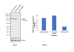 Invitrogen DAXX Monoclonal Antibody (DAXX-03) 100 &mu;g; Unconjugated:Antibodies,