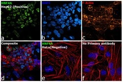Invitrogen HNF4A Monoclonal Antibody (K9218) 100 &mu;L; Unconjugated:Antibodies,
