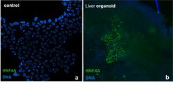 Invitrogen HNF4A Monoclonal Antibody (K9218) 100 &mu;L; Unconjugated:Antibodies,
