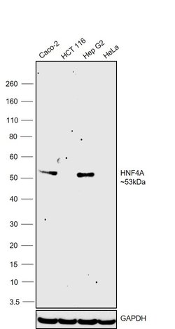 Invitrogen HNF4A Monoclonal Antibody (K9218) 100 &mu;L; Unconjugated:Antibodies,